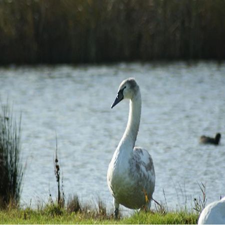 Auplands en-suite Rooms Lymington Exterior foto